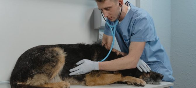 Veterinär i Kallhäll tar hand om ditt djur Veterinär i Kallhäll tar hand om ditt djur
